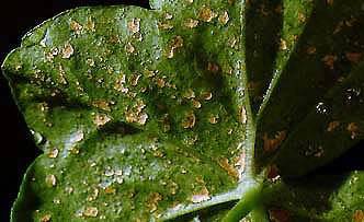 oedeme sur feuille de pelargonium peltatum