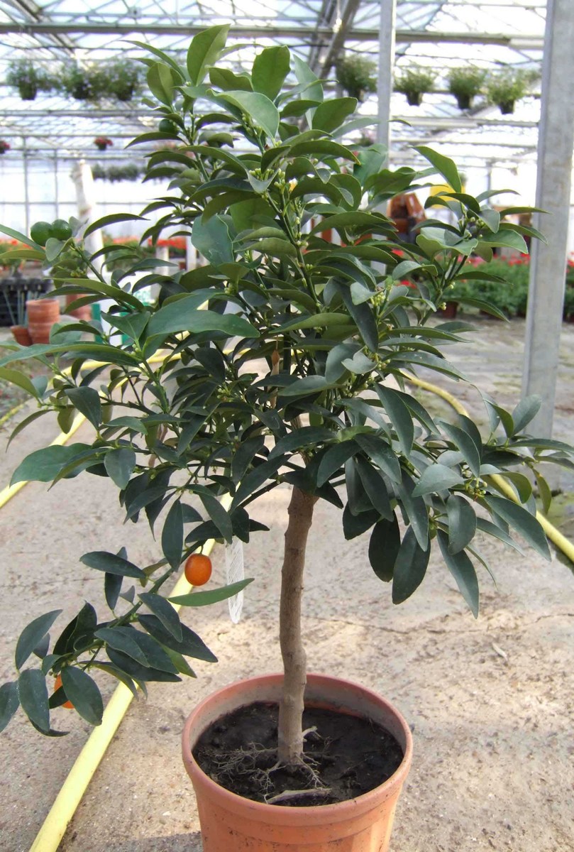 kumquat (agrumes)