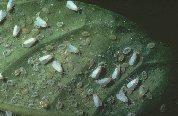 oeufs, larves et adultes d'aleurode trialeurodes vaporarium