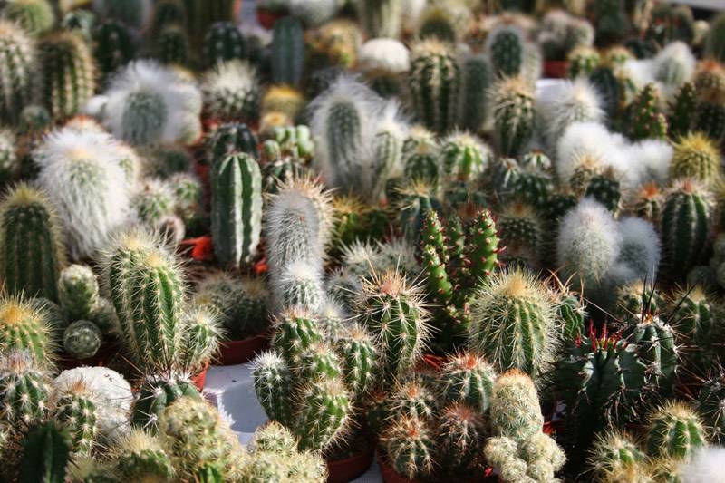 assortiment de cactus