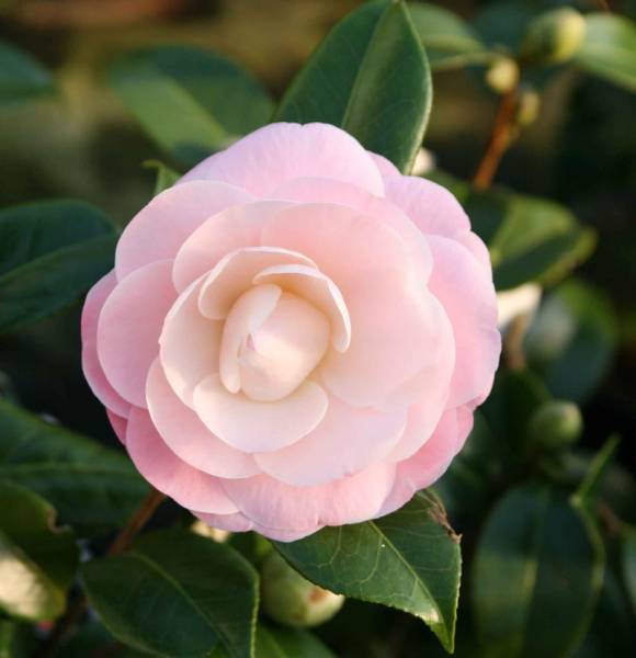 fleur de camellia