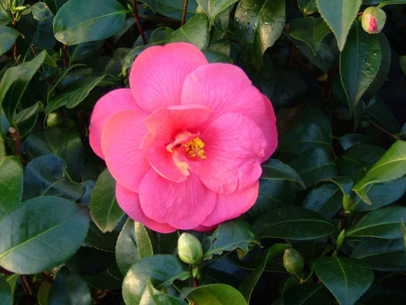 fleur semi-double de camellia