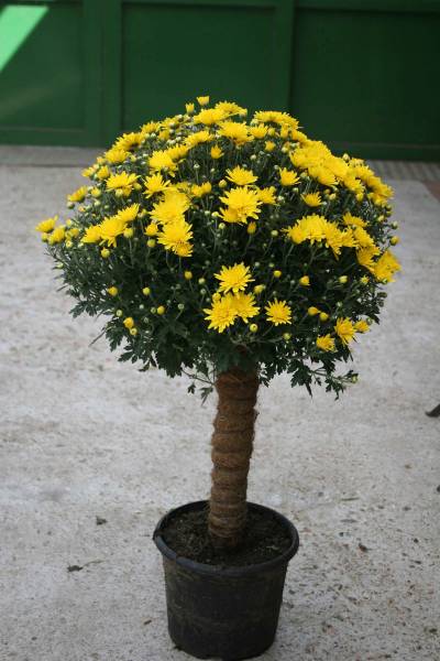 chrysanthème tige