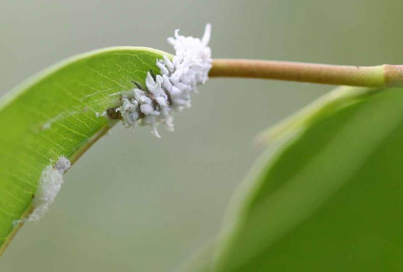 larve de coccinelle cryptolaemus montrouzieri à la recherche de cochenille