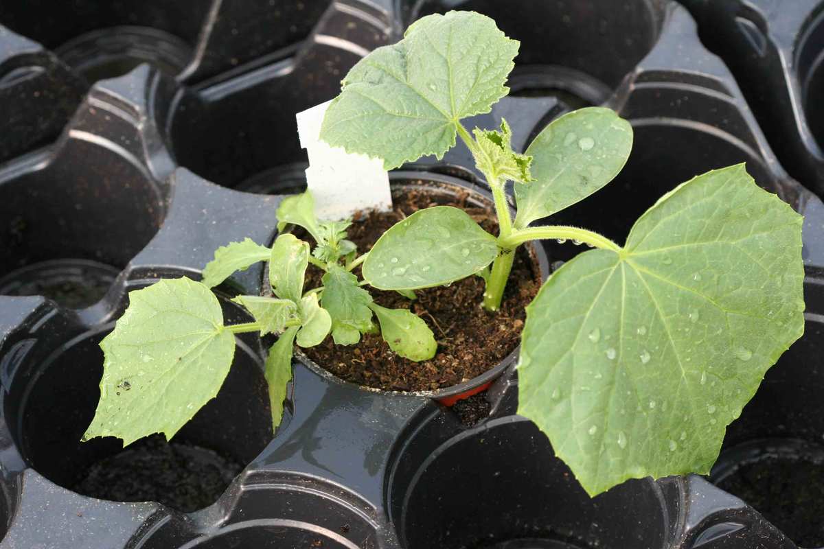 Plant de cucurbitacée (potiron, cornichon, concombre ou courgette)