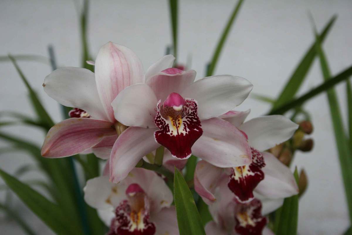 cymbidium (orchidee)