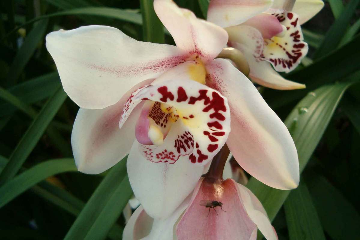 fleur de cymbidium (orchidée)