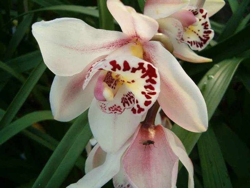 orchidee cymbidium