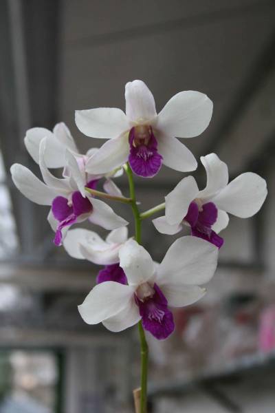 fleur de dendrobium (orchidée)