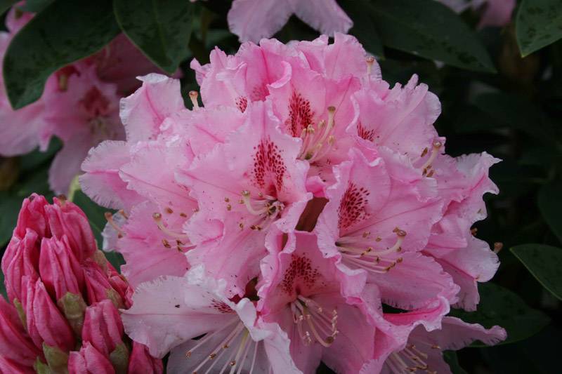fleur de rhododendron