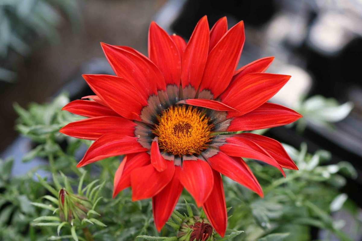Fleur de gazania