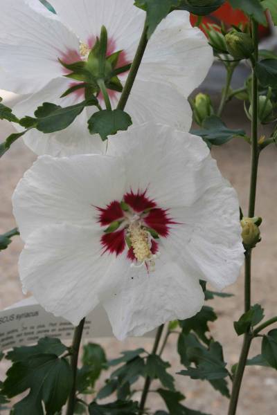 hibiscus syriacus ou althea