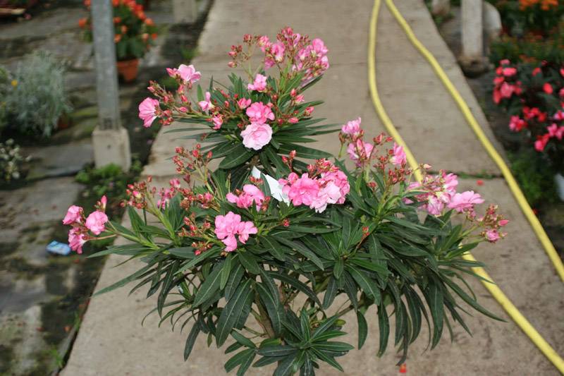 nerium oleander ou laurier rose
