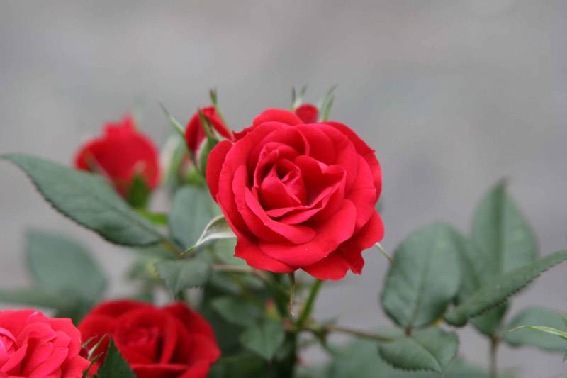 rosier à fleur miniature de bouture