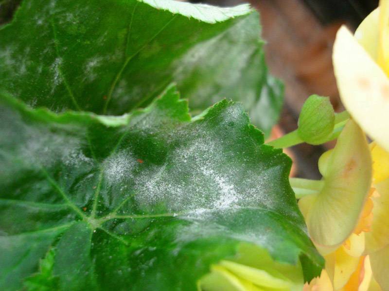 feuille de bégonia élatior atteinte d'oïdium (duvet blanc)
