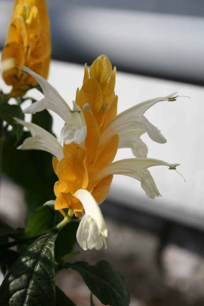 fleurs de pachystachys lutea