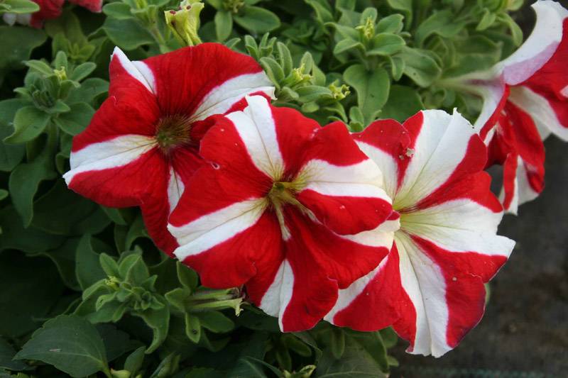 fleur de petunia bravo red star
