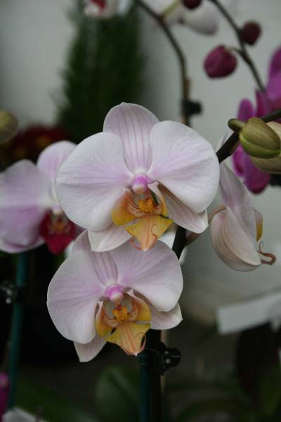 fleur de phalaenopsis (orchidée)