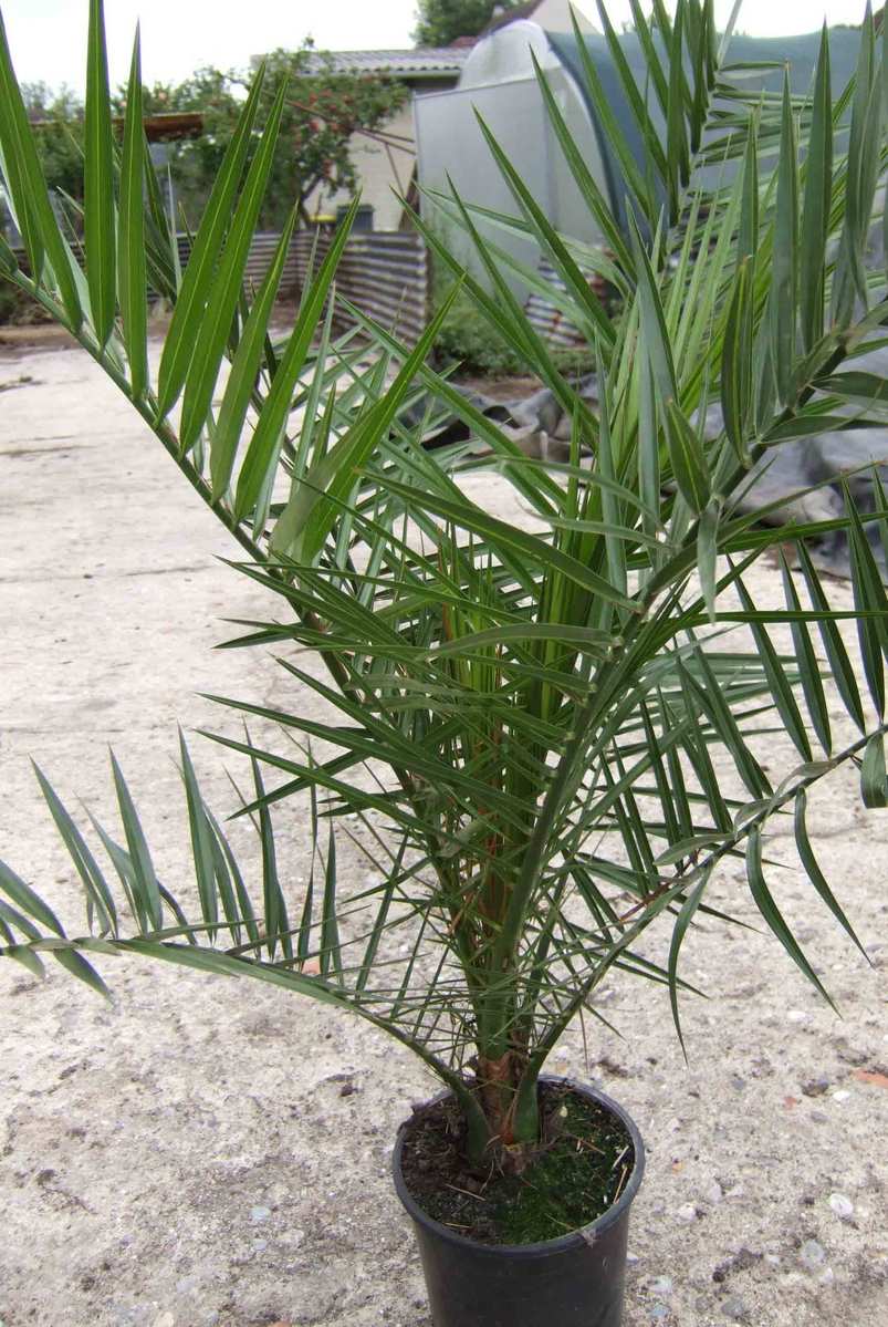 phoenix canariensis (palmier)