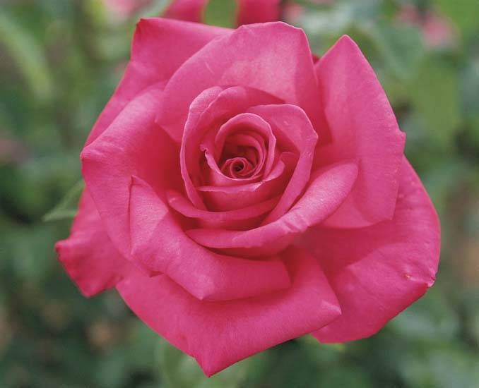 rose 'lolita lempicka'