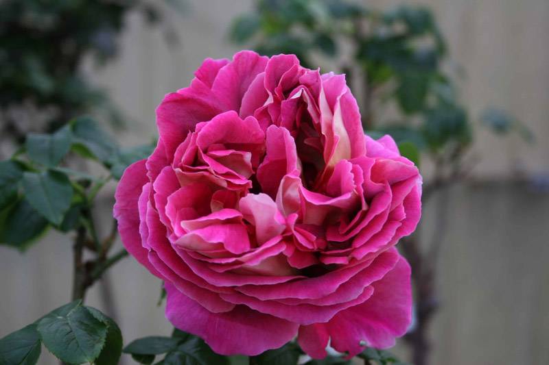rose kronenbourg
