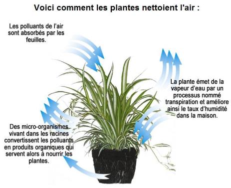 principe et cycle de dépollution dans la plante