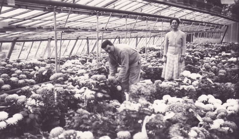 serre de chrysanthèmes en 1957