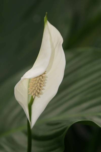 fleur (spathe) de spathiphyllum