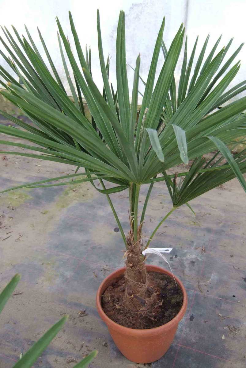 trachycarpus fortunei (palmier rustique)