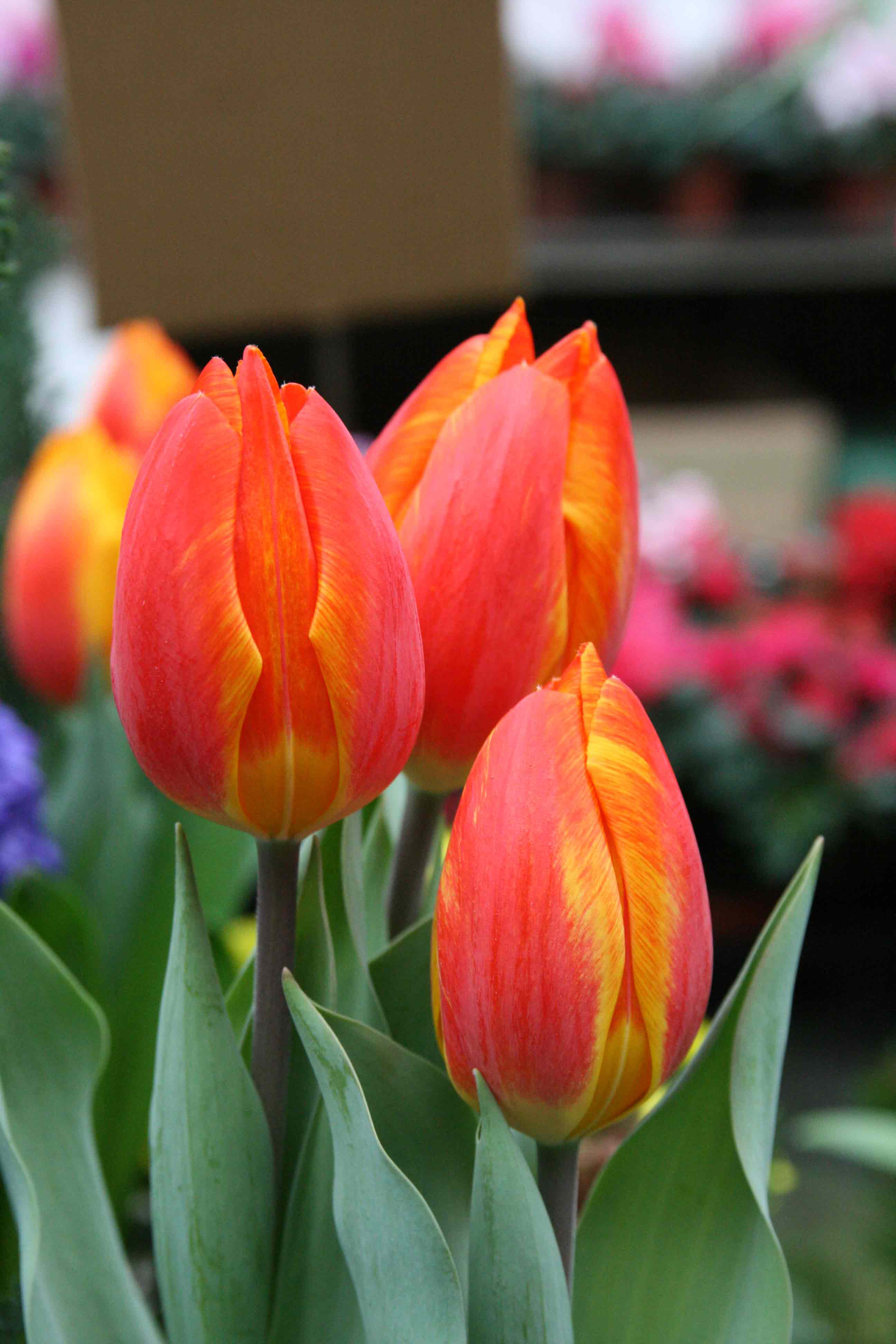 Pot de tulipe 'flair'